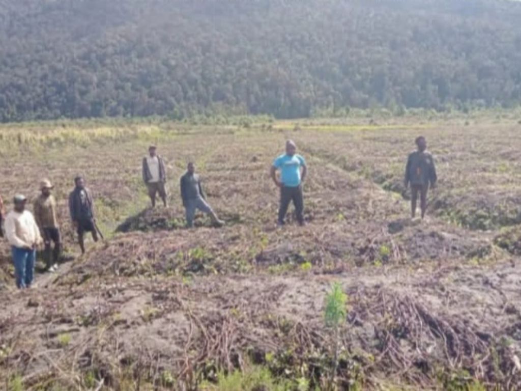 Salah satu lahan pertanian milik warga di Distrik Kuyawage, Kabupaten Lanny Jaya, Papua, yang terdampak kekeringan karena fenomena embun beku.