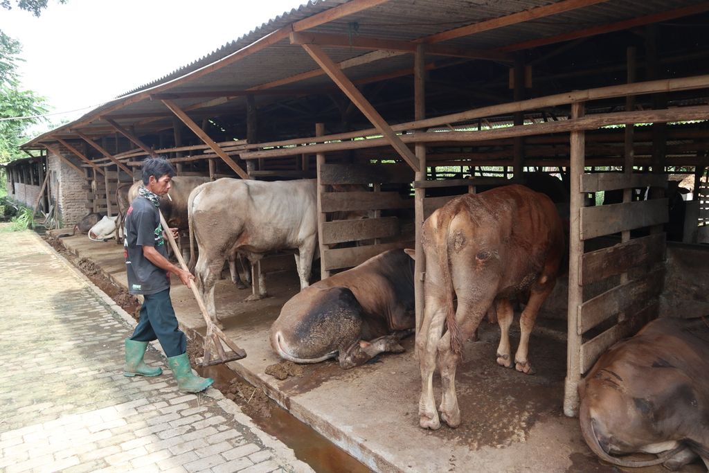 Warga membersihkan kandang sapi di Kalijaga, Kota Cirebon, Jabar, Selasa (24/5/2022).