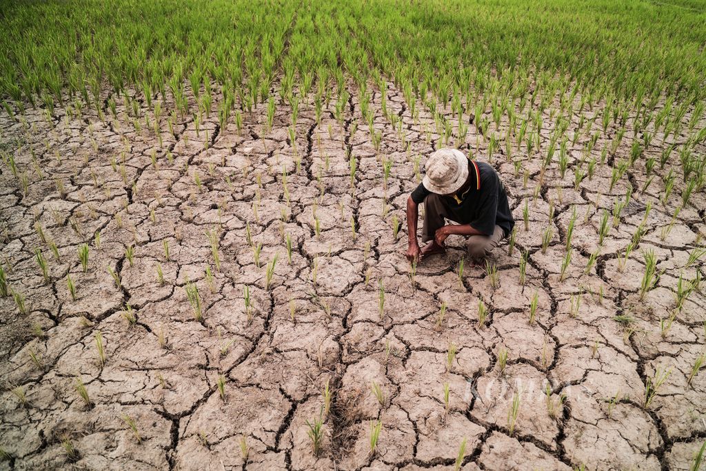 Jepri hanya bisa pasrah menyaksikan tanaman padinya puso akibat kekurangan air di kawasan Dangdang, Tangerang, Banten, Jumat (8/9/2023). Kekeringan akibat fenomena iklim El Nino turut berdampak pada sawah seluas 4.000 meter persegi yang digarapnya terancam gagal panen.