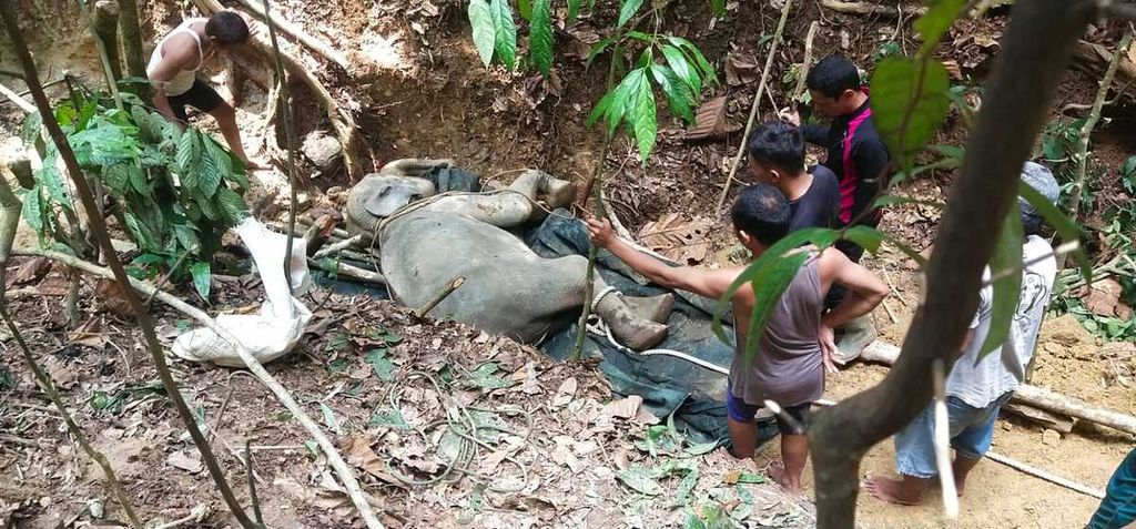 Petugas mengubur gajah sumatera betina bernama Eropa (8) yang mati di Unit Tanggap Konservasi (CRU) Tangkahan, Kabupaten Langkat, Sumatera Utara, Minggu (30/4/2023). Eropa mati setelah dirawat 20 hari karena lumpuh akibat terperosok.