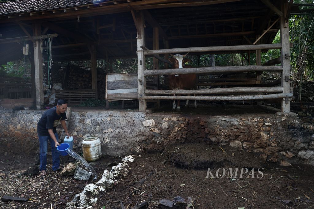 Kepala Dusun Jati Sugeng Ari Susanto (38) menyiramkan air yang dicampur formalin untuk mencegah penularan Antraks di kandang sapi miliknya di Dusun Jati, Desa Candirejo, Semanu, Gunung Kidul, DI Yogyakarta, Kamis (6/7/2023). Seorang warga dusun itu meninggal dengan status positif Antraks. Sebanyak 87 warga lainnya berstatus seropositif atau suspek Antraks.