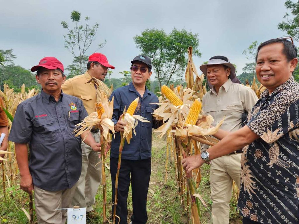Rektor Universitas Hasanuddin Jamaluddin Jompa (tengah) ikut memanen jagung varietas baru di Klaten, Jawa Tengah, Minggu (19/3/2023).