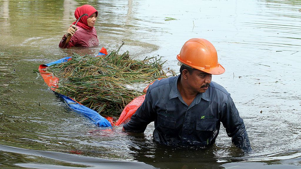 Petani memanen padi yang terendam banjir di area persawahan Cubrek, Syantalira Aron, Aceh Utara, Aceh, Sabtu (2/11/2017).