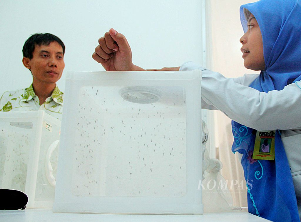 Seorang peneliti Eliminate Dengue Project (EDP) Yogyakarta meletakkan tangannya di atas kotak berisi nyamuk <i>Aedes aegypti </i>untuk "memberi makan" nyamuk-nyamuk tersebut, Kamis (25/9), di Kantor EDP Yogyakarta. Aktivitas itu merupakan bagian riset untuk pencegahan penyakit demam berdarah dengue melalui bakteri <i>Wolbachia</i>, bakteri alami yang biasa terdapat pada serangga dan menghambat perkembangan virus dengue pada nyamuk <i>Aedes aegypti</i>.