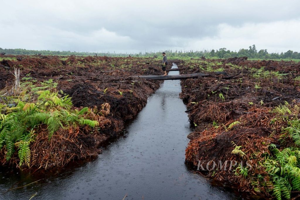 The peat swamp forest area of Rawa Tripa in Darul Makmur Subdistrict, Nagan Raya Regency, Aceh Province, has been opened for oil palm cultivation, as recorded on Monday (25/6/2018).
