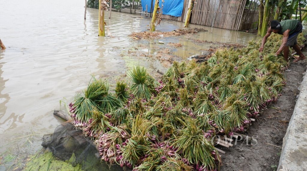 Petani menata bawang merah yang dipanen dini akibat banjir melanda Desa Kalinyamat Kulon, Kecamatan Margadana, Kota Tegal, Jateng, Rabu (1/1/2020). Kerugian yang harus ditanggung petani bawang merah akibat banjir mencapai Rp 50 juta per hektar.