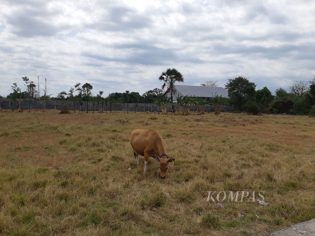 Sapi mencari rumput hijau di bekas lahan sawah yang ditinggal pergi oleh petani di Desa Noelbaki, Kabupaten Kupang, Nusa Tenggara Timur pada Selasa (3/10/2023). Kekeringan menyebabkan pakan sapi berkurang.