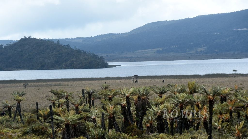 Danau Habema dan pakis purba di kawasan Taman Nasional Lorentz, Kabupaten Jayawijaya, Sabtu (13/11/2021). Pada 1999, kawasan taman nasional dengan luas 2,3 juta hektar ini ditetapkan sebagai situs alam dunia oleh Unesco. 