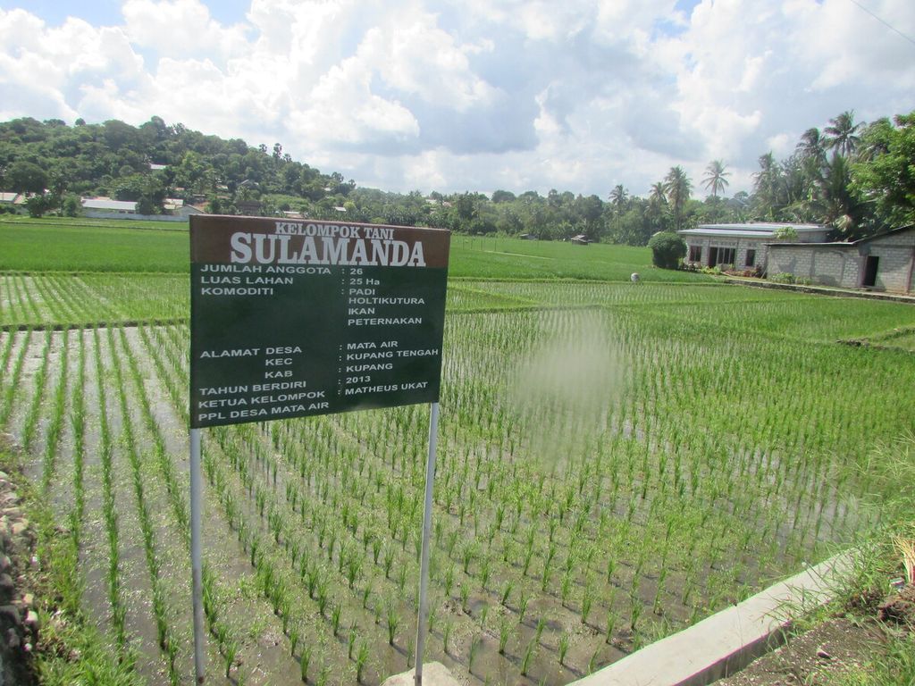 Sawah seluas 25 hektar di Desa Mata Air, Kabupaten Kupang, Senin (20/2/2023), memanfaatkan air dari Bendungan Tilong. Padi di sawah ini berusia 2 pekan dan milik sejumlah petani di desa itu.