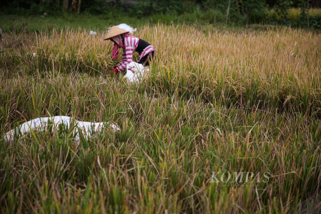 Buruh tani memanen padi di Purwomartani, Kecamatan Kalasan, Kabupaten Sleman, Daerah Istimewa Yogyakarta, Jumat (4/8/2023). 