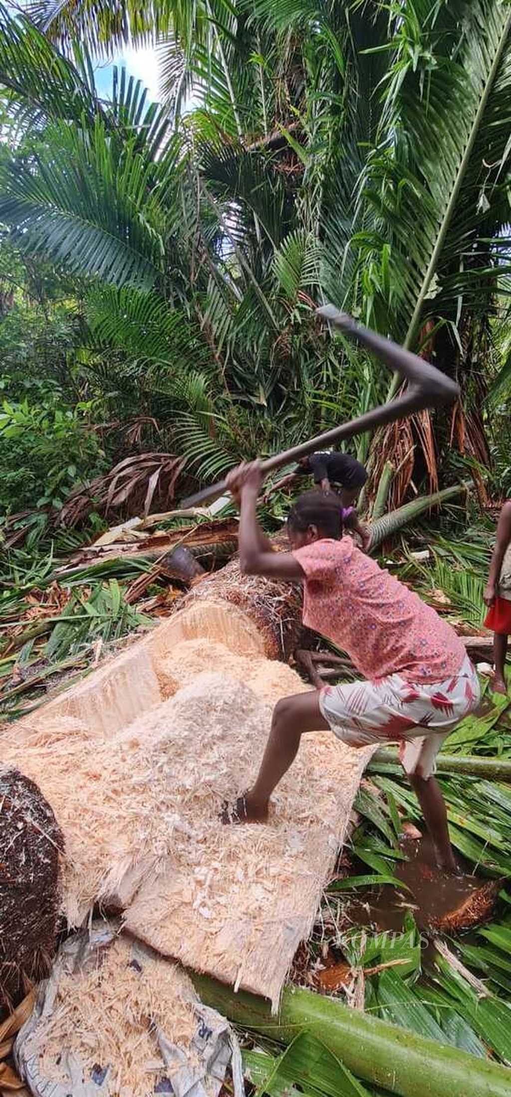 Seorang remaja putri di Kampung Damen, Distrik Siret, Asmat, Papua mengambil bahan sagu langsung dari pohon sagu, yang baru ditebang warga, Selasa (21/7/2022). Sagu adalah makanan pokok masyarakat Asmat, terutama di Damen yang kampungnya jauh terpencil dari ibu kota Kabupaten Asmat.