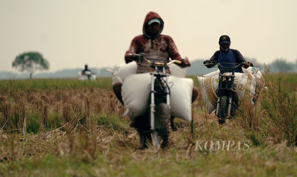 Ojek padi membawa hasil panen di Desa Karangreja, Kecamatan Pebayuran, Kabupaten Bekasi, Jawa Barat, Kamis (19/5/2022). Sehari rata-rata ojek padi bisa mengangkut sebanyak 150 karung dari areal persawahan yang dipanen menuju jalan desa terdekat. 