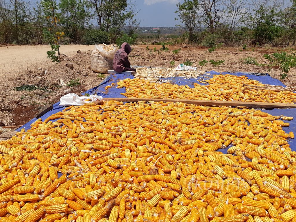Hasil panen jagung dari lahan pertanian milik Pangkalan TNI Angkatan Udara El Tari di Kota Kupang, Nusa Tenggara Timur, pada Senin (9/10/2023). Satu hektar lahan  menghasilkan hingga 5 ton jagung.