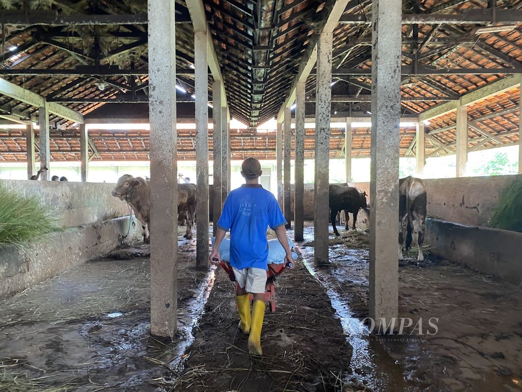 Petugas melintas di kadang sapi yang ada di Rumah Pemotongan Hewan Penggaron, Kecamatan Pedurungan, Kota Semarang, Jawa Tengah, Kamis (12/5/2022). Pemeriksaan rutin dilakukan pada hewan-hewan yang masuk tempat itu sebagai antisipasi penyebaran penyakit mulut dan kuku.