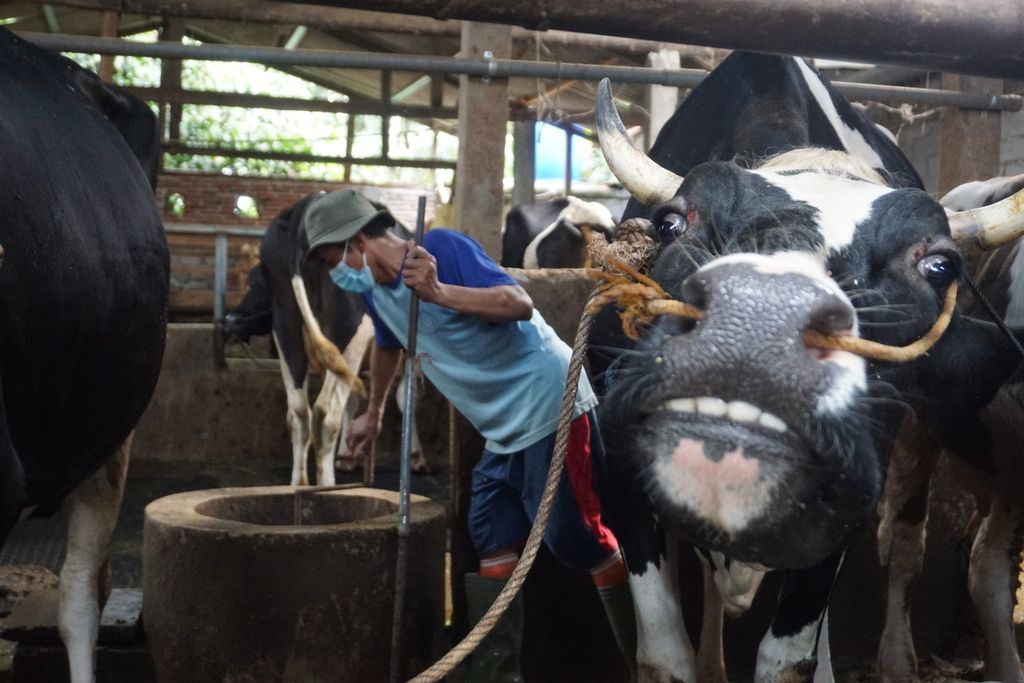 Salimin (46) memutar tuas sumur penampungan kotoran sapi di Dusun Silembu, Desa Karangjambe, Kecamatan Wanadadi, Kabupaten Banjarnegara, Jawa Tengah, Kamis (3/9/2021). Kotoran sapi dimanfaatkan untuk biogas.