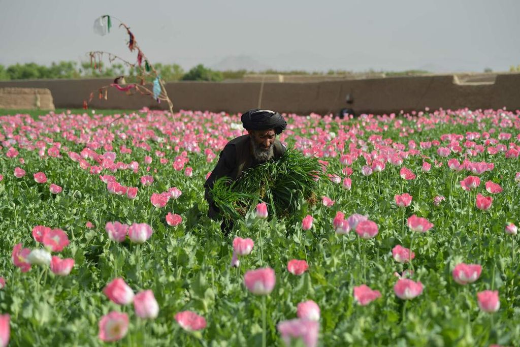 Seorang petani opium tengah menyiangi ladangnya yang terletak di Zhari, Kandahar pada Senin (14/3/2022).
