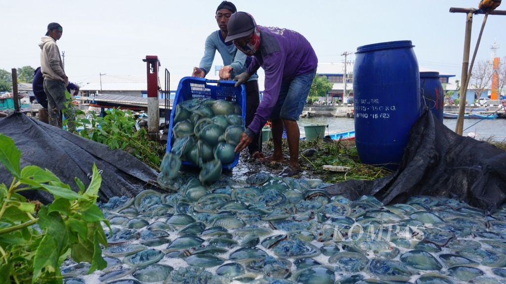 Ubur-ubur melimpah di perairan Cilacap, Jawa Tengah, Rabu (1/8/2018). Per hari tangkapan ubur-ubur mencapai 100 ton. Per kilogram harganya Rp 700. Ubur-ubur ini diekspor ke Korea dan Jepang untuk dikonsumsi.