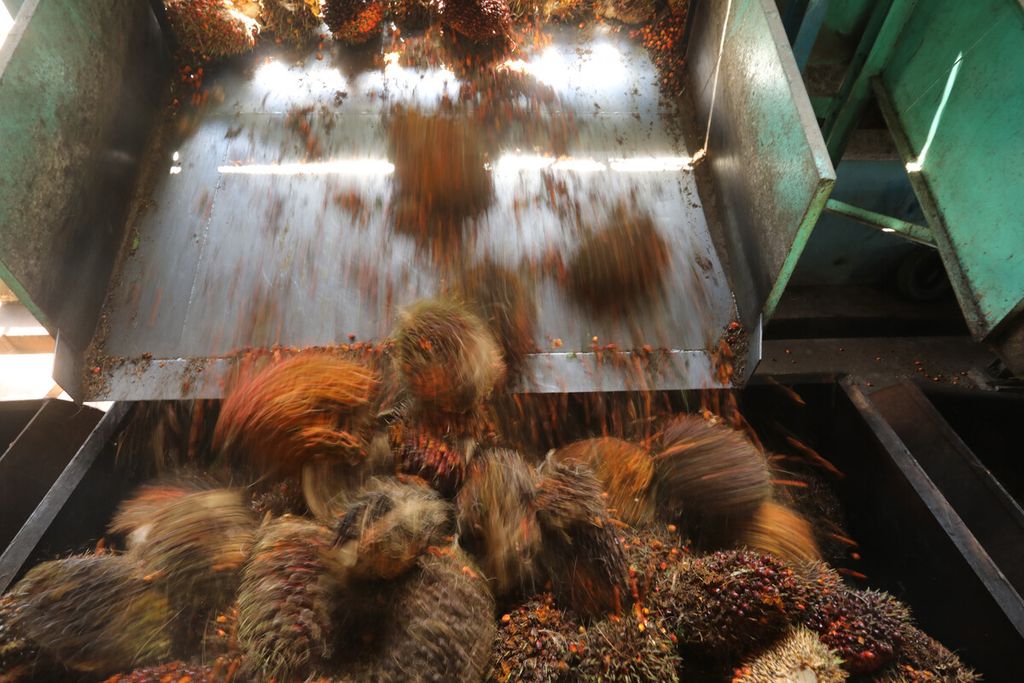 Tandan buah segar dari truk diturunkan ke pabrik PT Sawit Sumbermas Saran Tbk (SSMS) di Pangkalan Bun, Kalimantan Tengah, Kamis (29/4/2021). PT SSMS memproduksi minyak kelapa sawit mentah (<i>crude palm oil</i>/CPO) dengan kapasitas produksi total 2.500 ton per hari. 