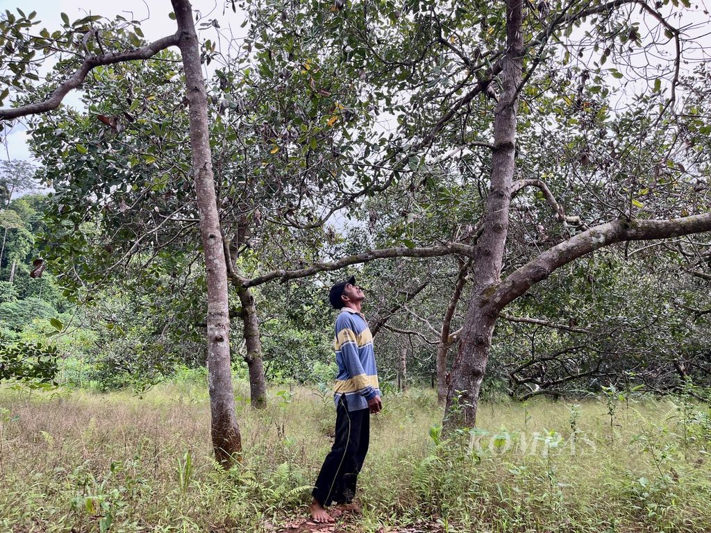 Warga mengamati tanaman metenya yang terganggu debu pertambangan nikel di Desa Sukarela Jaya, Wawonii Tenggara, Konawe Kepulauan, Sulawesi Tenggara, Kamis (1/6/2023). Hasil panen mete di kebunnya terus turun beberapa tahun terakhir.