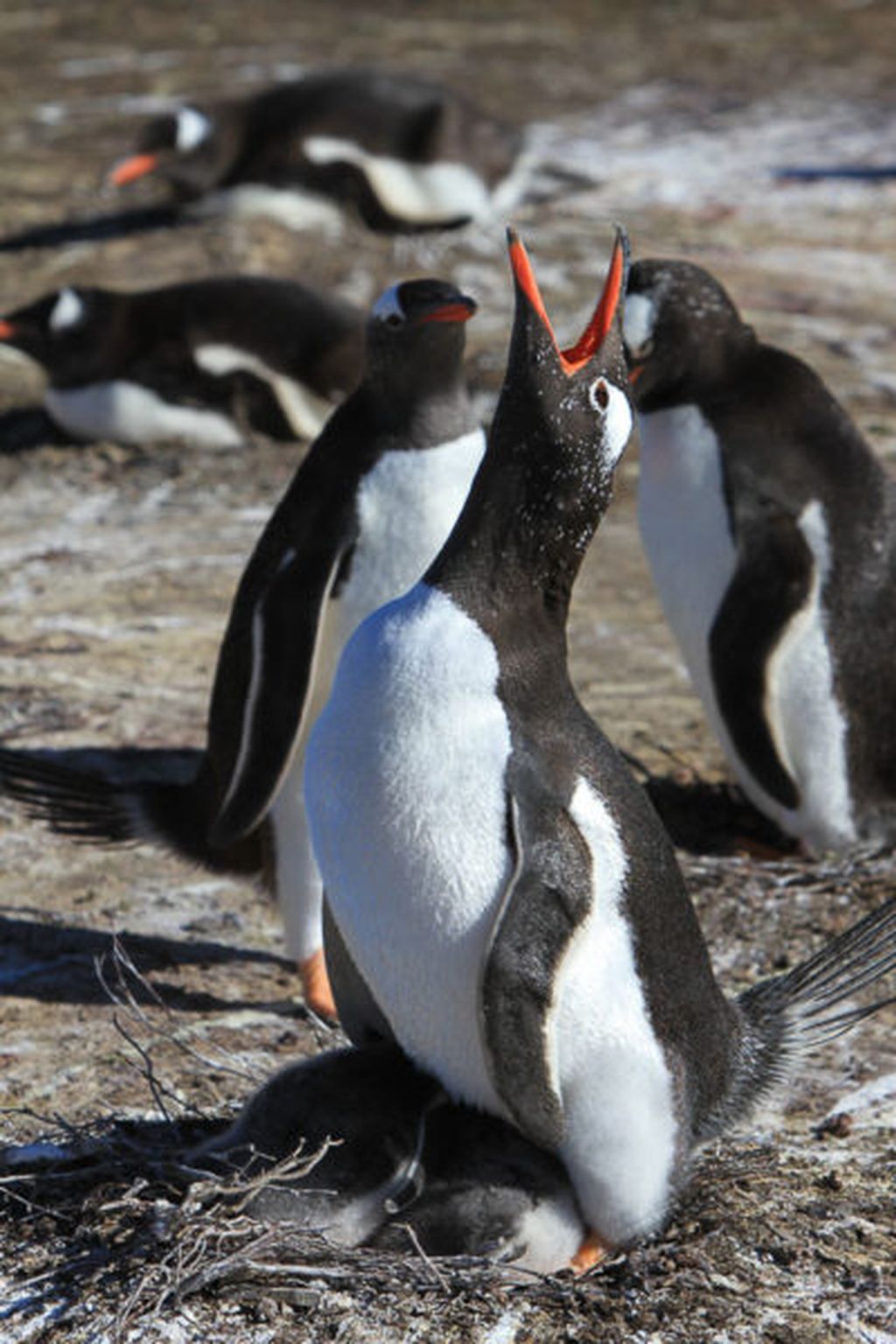 Penguin gentoo alias <i>Pygoscelis papua</i> dengan anak-anak mereka.