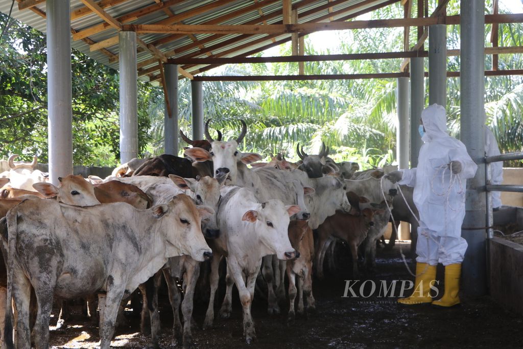 Petugas melakukan vaksinasi PMK di peternakan di Desa Klambir Lima, Kecamatan Hamparan Perak, Kabupaten Deli Serdang, Sumatera Utara, Jumat (8/7/2022). Percepatan vaksinasi dengan target 30.000 ekor di Sumut dilakukan untuk memutus penularan PMK.