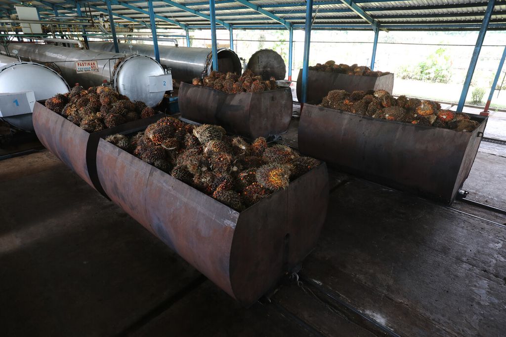 Tandan buah segar kelapa sawit yang diangkut lori siap dimasak di tungku pabrik PT Sawit Sumbermas Sarana Tbk (SSMS) di Pangkalan Bun, Kalimantan Tengah, Kamis (29/4/2021). PT SSMS memproduksi minyak kelapa sawit mentah (<i>crude palm oil</i>/CPO) dengan kapasitas produksi sebesar total 2.500 ton per hari. 