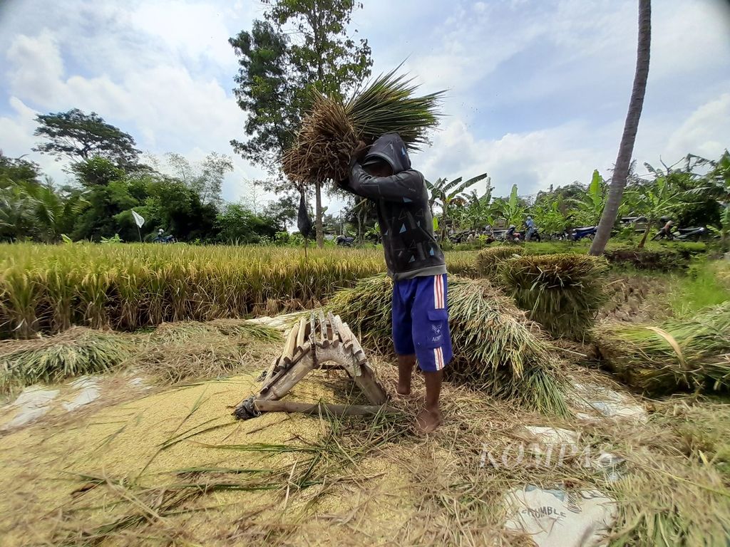 Seorang petani di Desa Banjararum, Kecamatan Singosari, Kabupaten Malang, Jawa Timur, tengah merontokkan bulir padi menggunakan cara tradisional, yakni dengan memukulkannya ke rangkaian bilah bambu, pada 4 April 2022.