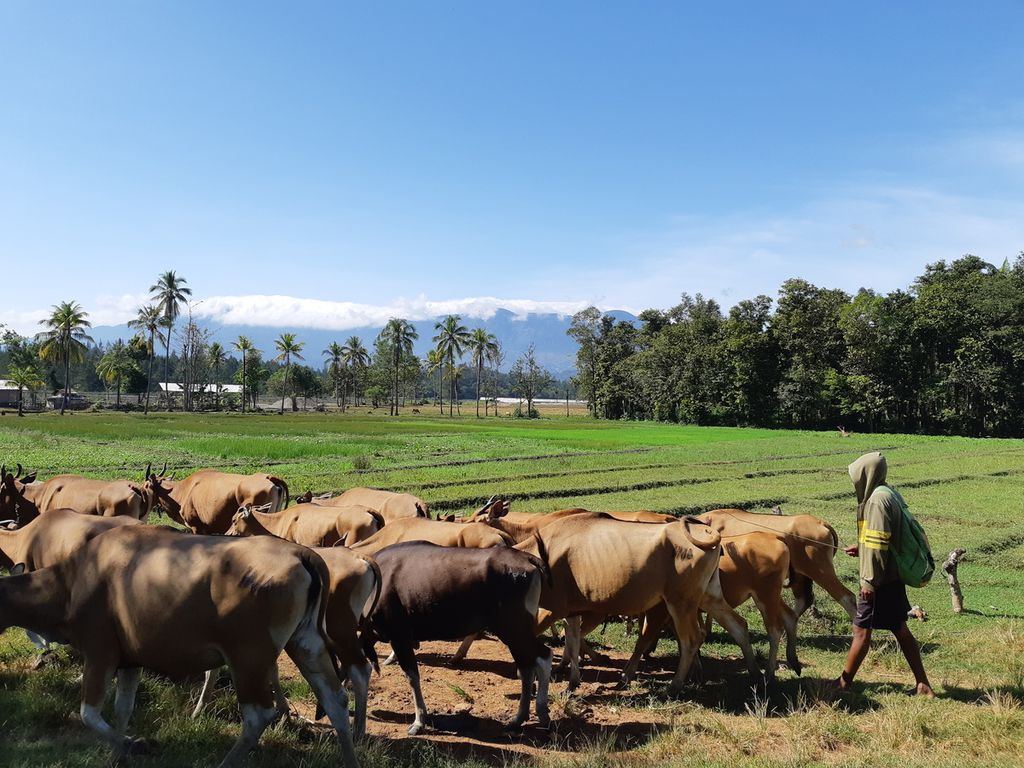 Penggembala sapi di Turiskain, Kabupaten Belu, NTT, dekat lerbatasan Indonesia dan Timor Leste pada Jumat (8/7/2022). Daerah itu menjadi lumbung ternak. Warga setempat masih sering menjual sapi ke Timor Leste.