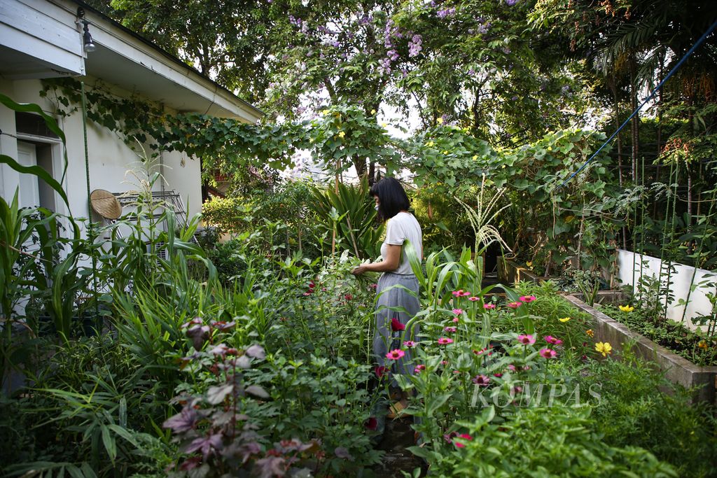 Jessica Halim merawat tanaman sayur di kebun yang ia tanam sejak awal masa pandemi di lantai dua rumahnya di kawasan Menteng, Jakarta Pusat, Sabtu (4/9/2021). 