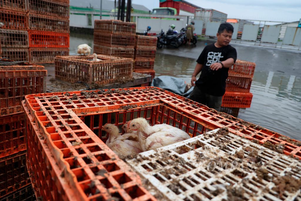 Workers are relocating chickens after their transport vehicle was trapped in a traffic jam due to flooding on the Pantura route, Kaligawe, Semarang City, Central Java, on Thursday (14/3/2024). Bad weather in recent days has caused floods that have paralyzed public facilities and submerged residential areas.