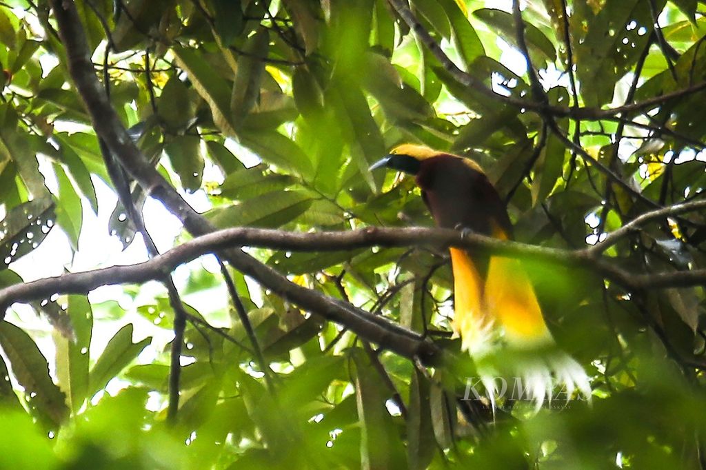 Burung cenderawasih kuning kecil (Paradisaea minor) bertengger di pucuk pohon di kawasan hutan Rhepang Muaif, Distrik Nimbokrang, Kabupaten Jayapura, Papua, Rabu (24/11/2021).