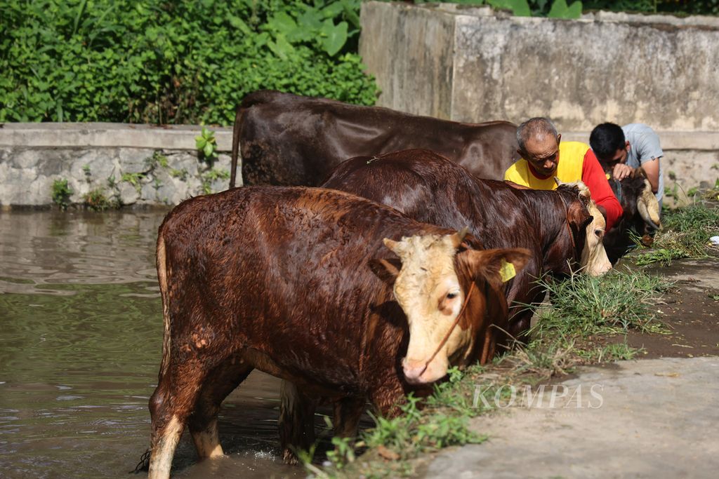 Two breeders bathe their cows in Jemawan Village, Jatinom, Klaten, Central Java, Monday (9/1/2023). The Bimetal cattle are routinely cared for so they have a high selling value when offered to the animal market during the upcoming Eid.