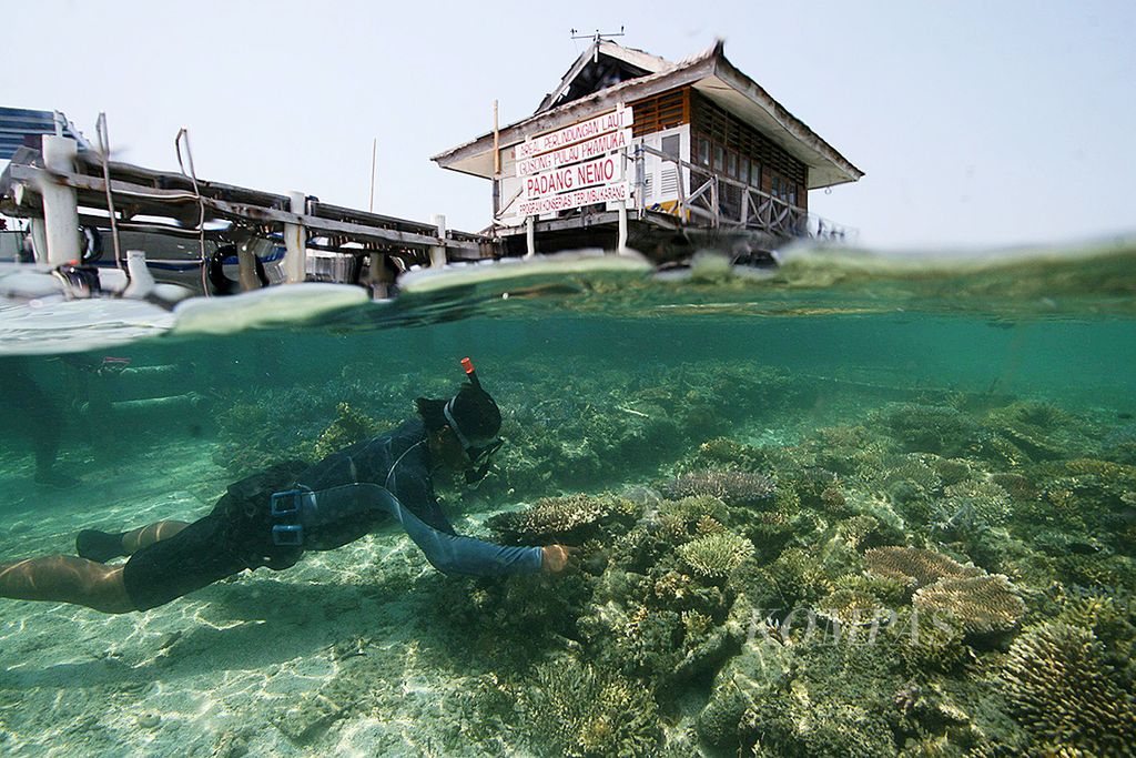 Hamparan beragam jenis terumbu karang hasil budidaya di lokasi yang disebut Padang Nemo dirawat dan dibersihkan oleh kelompok masyarakat anggota Areal Perlindungan Laut (APL), di Gosong Pulau Pramuka, Kepulauan Seribu, Rabu (9/9/2016). 