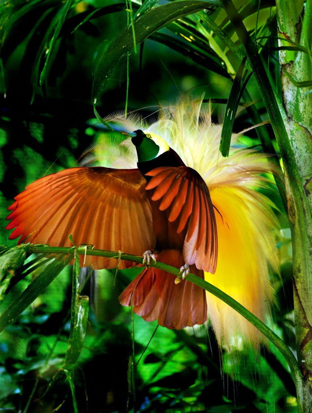 A bird of paradise in the Arfak highlands, Papua.