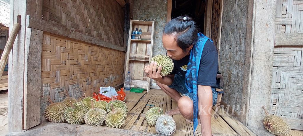 Igor, warga Baduy luar di salah satu kampung di Desaka Kanekes, Lebak, Banten, Sabtu (30/9/2023), membaui durian yang baru saja dipetik dari pohonnya untuk mencari yang telah matang.