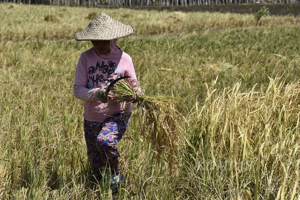 Petani memanen padi di Desa Tunganamo, Kecamatan Pantai Baru, Pulau Rote, Kabupaten Rote Ndao, Nusa Tenggara Timur, Sabtu (11/5/2024). 