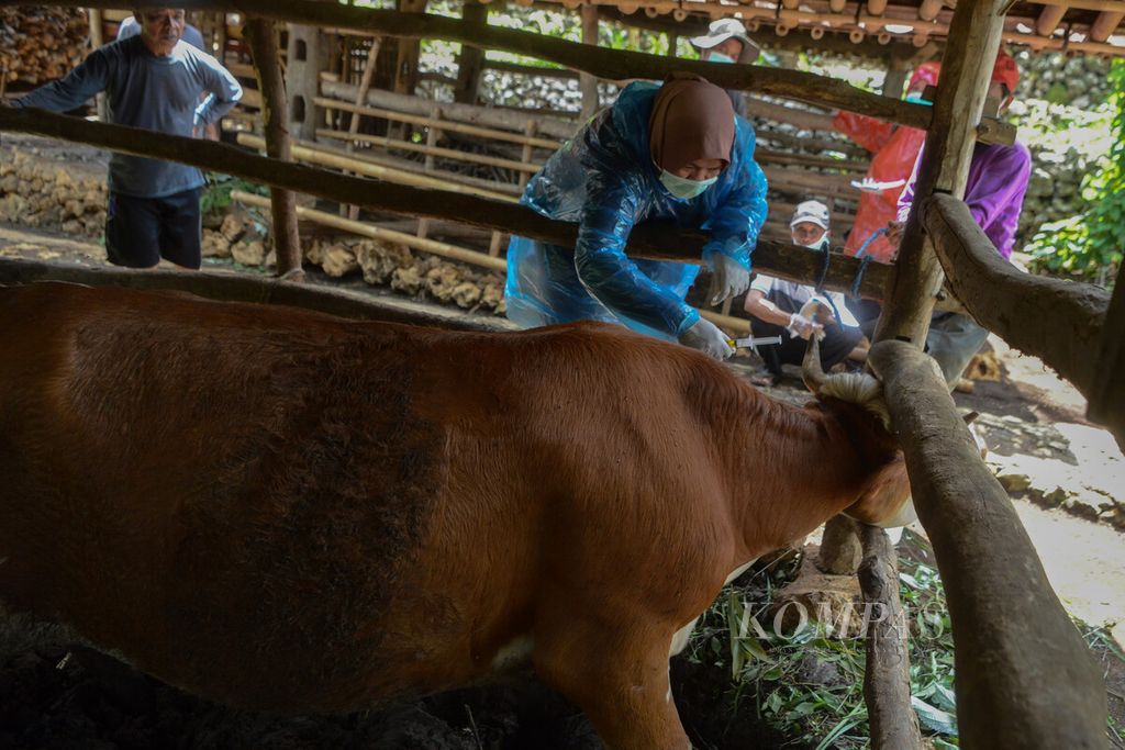 Petugas menyuntikkan vaksin antraks pada tubuh sapi di Desa Dadapayu, Kecamatan Semanu, Kabupaten Gunungkidul, Daerah Istimewa Yogyakarta, Rabu (22/1/2020). 