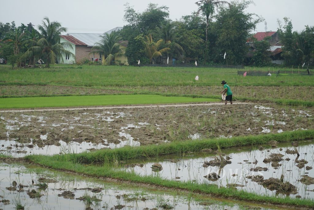 Petani padi menabur benih di sawahnya, Kelurahan Sungai Sapih, Kecamatan Kuranji, Kota Padang, Sumatera Barat, Jumat (25/8/2023). Hingga saat ini, areal persawahan di Kota Padang belum terdampak fenomena El Nino yang menyebabkan kemarau lebih panjang.