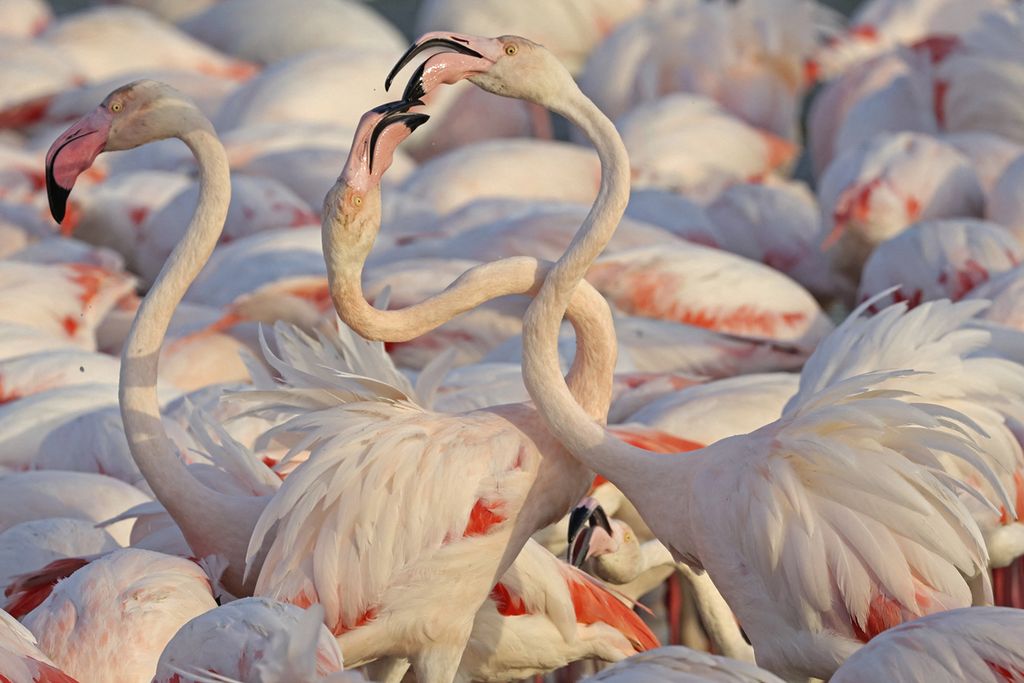 Flamingo berkumpul di cagar alam Ras al-Khor di Dubai, Uni Emirat Arab, Selasa (7/2/2023). 