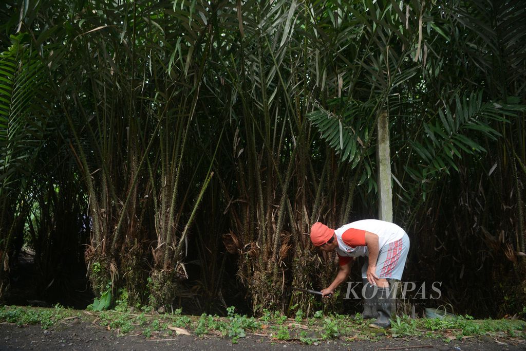 Sumaji (62) merawat tanaman salak pondoh di kebun miliknya di Desa Merdikorejo, Tempel, Sleman, DI Yogyakarta, Selasa (18/5/2021).