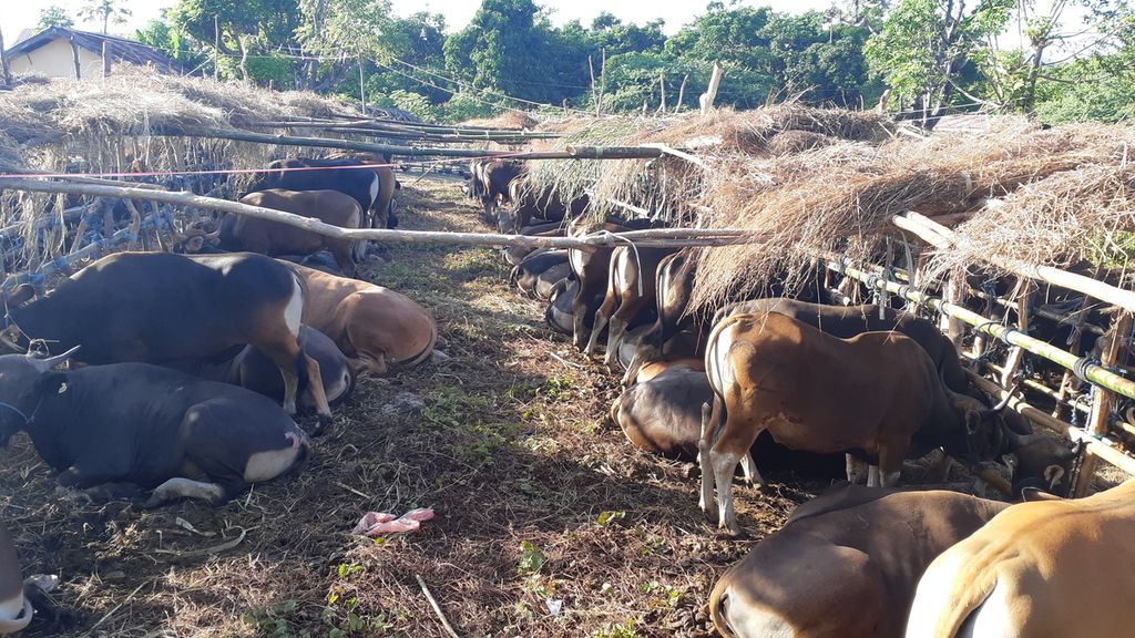 Sebanyak 380 ekor sapi ditampung di Wini, Kecamatan Insana Utara, Kabupaten Timor Tengah Utara, NTT, pada Minggu (12/6/2022). Sapi dimaksud segera dikirim ke Pulau Jawa dan Kalimantan.