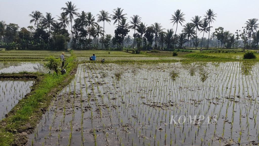 Suasana persawahan di Kelurahan Cemorokandang, Kecamatan Kedungkandang, Kota Malang, Jawa Timur, yang baru ditanami padi, Senin (22/8/2022).