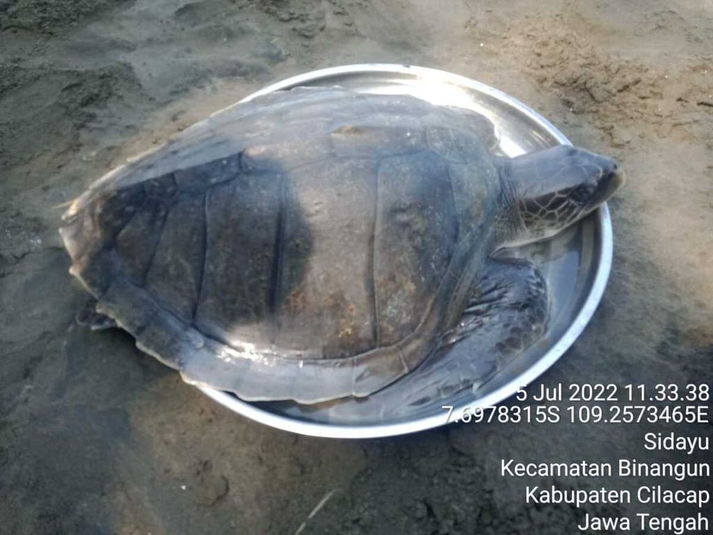 Seekor penyu lekang berusia sekitar 5 tahun ditemukan terdampar di Pantai Sidayu, Cilacap, Jawa Tengah, Selasa (5/7/2022). Penyu ini diduga sakit dan dalam kondisi lemas.