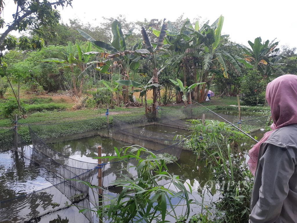 Seorang warga melihat kolam ikan yang berada di Dusun III Srinanti, Desa Sungai Gerong, Kecamatan Banyuasin I, Kabupaten Banyuasin, Sumatera Selatan, Kamis (4/8/2023). Keberadaan kolam ikan ini sebagai upaya untuk meningkatkan ketahanan pangan dan perekonomian warga.