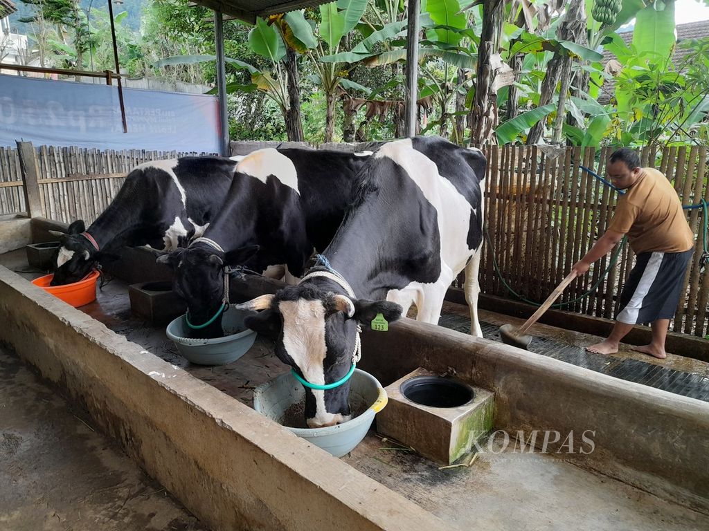 Peternak di Dusun Sumbermulyo, Desa Sumberagung, Kecamatan Ngantang, Kabupaten Malang, Jawa Timur, Kamis (2/6/2022), tengah membersihkan kandang. Tampak tiga ekor sapi perah miliknya yang sebelumnya terjangkiti penyakit mulut dan kuku, kini telah sembuh kembali dan makan dengan lahap.