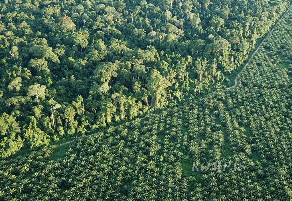 Batas hutan dan Perkebunan Sawit di Distrik Yaur, Kabupaten Nabire, Senin (26/4/2021). Hutan yang kini tergantikan oleh perkebunan sawit membuat mata pencarian warga setampat yaitu berburu hilang. Kampung Sima yang berada di dekat kawasan tersebutpun sering dilanda banjir.