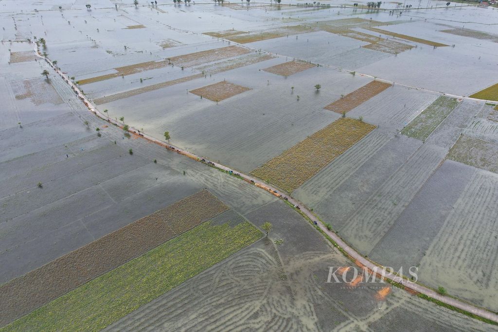 Lanskap lahan persawahan yang terendam banjir di Desa Wates, Undaan, Kudus, Jawa Tengah, Kamis (2/3/2023). Sebagian lahan yang terendam banjir tersebut ditanami padi yang sudah memasuki masa panen. Banjir yang terjadi lebih dari sepekan ini telah merendam sawah seluas lebih dari 2.200 hektar di Kudus.