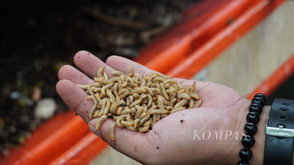 Contoh larva maggot dewasa yang dibudidayakan di Laboratorium Maggot Dinas Lingkungan Hidup DKI Jakarta, Kramat Jati, Jakarta Timur, Kamis (18/11/2020).
