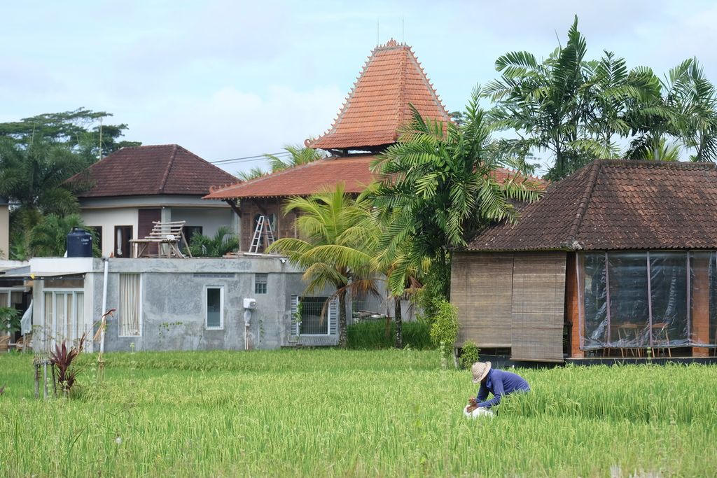 Area sawah bersisian dengan bangunan-bangunan akomodasi wisata di Junjungan, Kecamatan Ubud, Kabupaten Gianyar, Bali, Senin (10/5/2023).