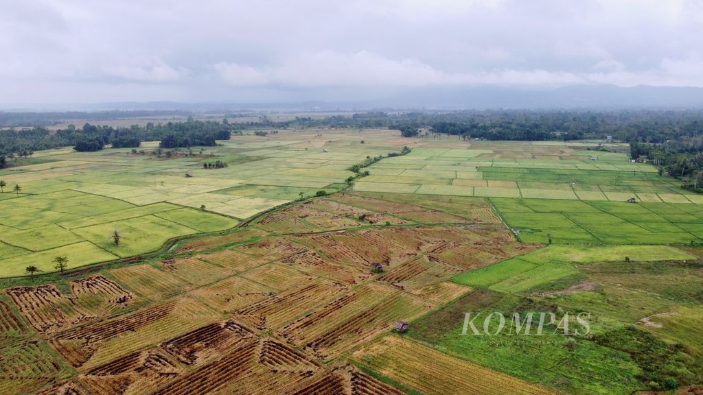 The vast expanse of rice fields in Lainea District, South Konawe, as seen on Wednesday (23/8/2023). Thousands of hectares of agricultural land in Southeast Sulawesi are at risk of crop failure due to prolonged drought caused by El Nino.